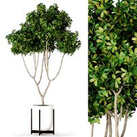 Plants collection 393