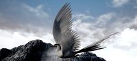Arctic Tern Bird Game Ready Model Unreal Engine