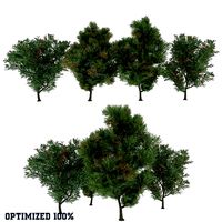 Melia Azedarach 4 Trees