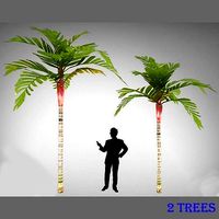Areca Vestiaria Palm 2 Trees