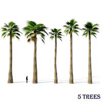 Palm Washingtonia 5 Trees