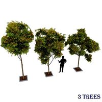 Prosopis Cineraria 3 Trees