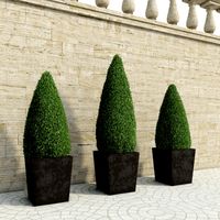 Outdoor Plants IV