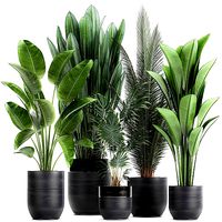 Houseplants in a pot for the interior 726