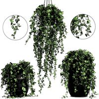 Houseplants Hedera in a pot for the interior 724