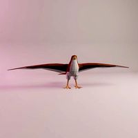 Mildred the Sharp-shinned Hawk