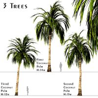 Set of Coconut Palm or Cocos Nucifera Trees