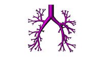 Bronchial tree 3d model for 3d printing CFD and FEA | 3D