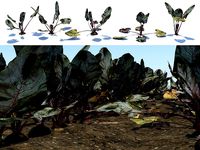 Beet vegetable crop plant