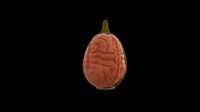 Brain to Condom inside