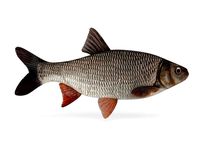 Freshwater Fish