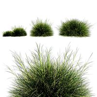 Blue Fescue