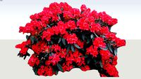 Rhododendron 'Vulcan's flame'
