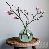 Ветки магнолии (Magnolia)