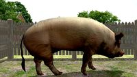 The common domestic Hog
