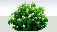 Oakleaf hydrangea