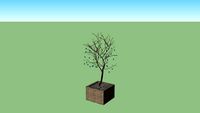 tree in ratan box 1