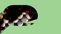 snake