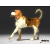 Beagle - 3D Model