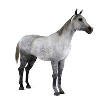 Horse 43 am83