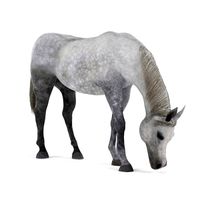 Horse 45 am83