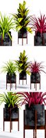Plant - 4