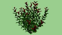 photinia fraseri 'red robin'