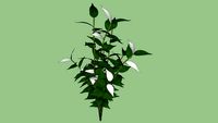 GARDENIA