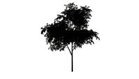 BROADLEAF TREE 1