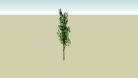 Carpinus 'Hornbeam'
