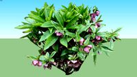 Helleborus orientalis