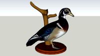 wood duck mount