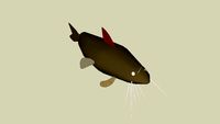 catfish