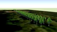 Park trees 1