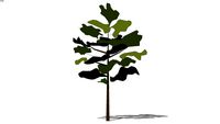2D schematic sparse tree 12'