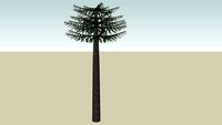 Monkey puzzle 1 (Araucaria araucana)