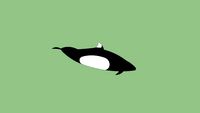 Dall's Porpoise
