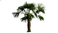 Palmera de fortune. TRACHYCARPUS FORTUNEI