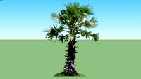 Palmyrah Palm Tree