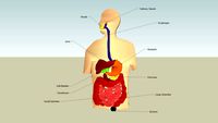 The Human Digestive System