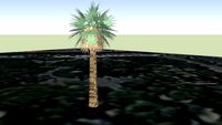 palmera