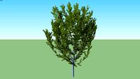 Cherry Prunus serrulata