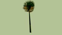 bulrush