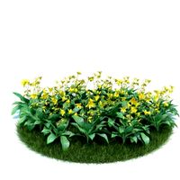 Erythronium hybrid Pagoda 023 AM86
