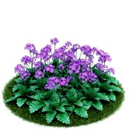 Primula sieboldii 042 AM86