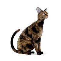 Cat 49 am83