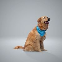 Dog | Dog0002-HD2-P01-S Ready-Posed 3D Animals (Dog / Still)