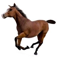 Horse 41 am83