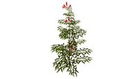 nandina domestica
