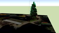 Pine Tree